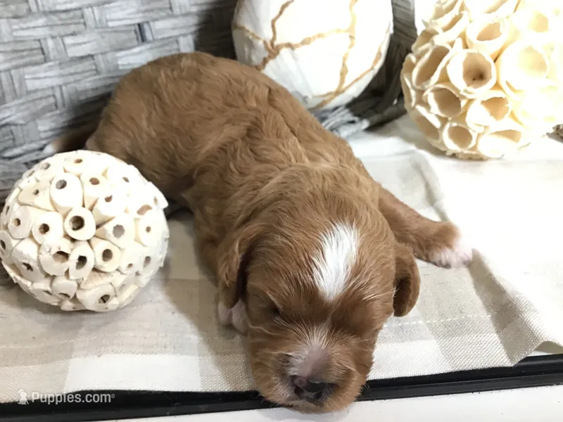 Henry Wadsworth “Longfellow” F1 – Cavapoo puppy for sale in Bloomfield, IA