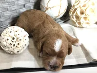 Henry Wadsworth “Longfellow” F1, a male Cavapoo for sale in Bloomfield, IA – 1 of 10