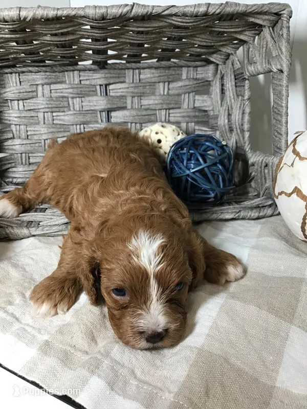 “Laura” Ingalls Wilder F1 – Cavapoo puppy for sale in Bloomfield, IA