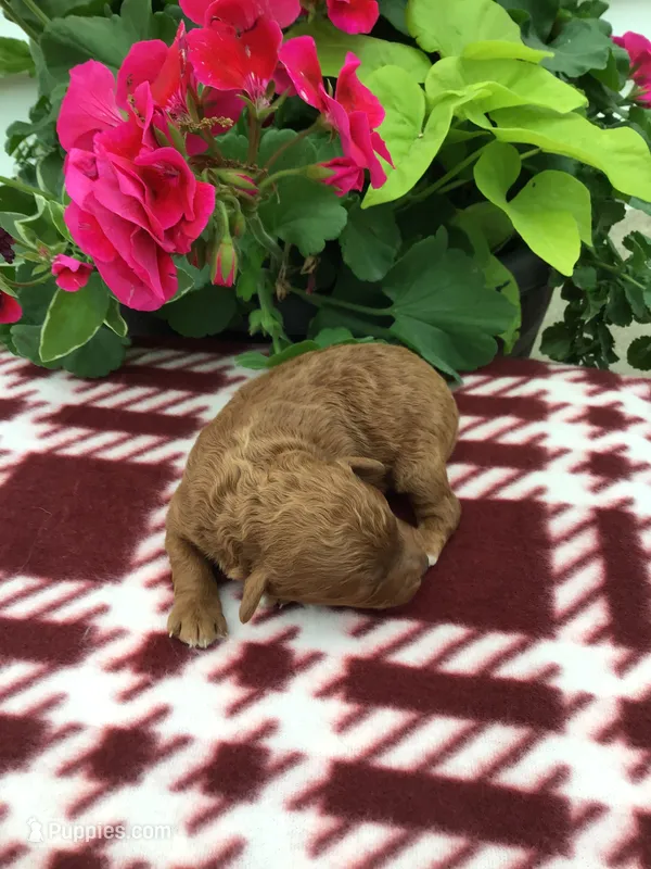 Male #2 – Cavapoo puppy for sale in Bloomfield, IA