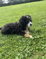 Ranger, a male Miniature Bernedoodle for sale in Bloomfield, IA – 4 of 5