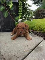Bryce F1b, a male Cavapoo for sale in Bloomfield, IA – 7 of 10