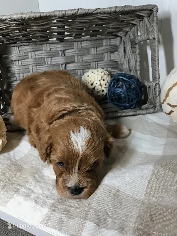 C. S. “Lewis” F1 – Cavapoo puppy for sale in Bloomfield, IA