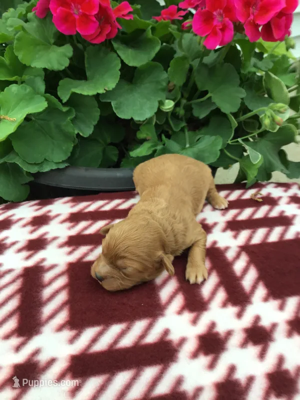 Male 1 – Cavapoo puppy for sale in Bloomfield, IA