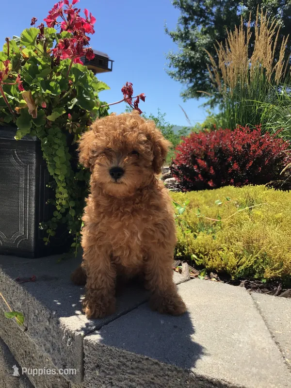 Denali F1b – Cavapoo puppy for sale in Bloomfield, IA