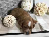 Henry Wadsworth “Longfellow” F1, a male Cavapoo for sale in Bloomfield, IA – 3 of 10