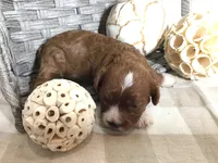 “Louisa” May Alcott F1, a female Cavapoo for sale in Bloomfield, IA – 5 of 10