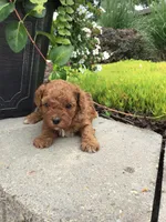 Bryce F1b, a male Cavapoo for sale in Bloomfield, IA – 3 of 10