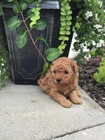 Denali F1b, a male Cavapoo for sale in Bloomfield, IA – 2 of 10