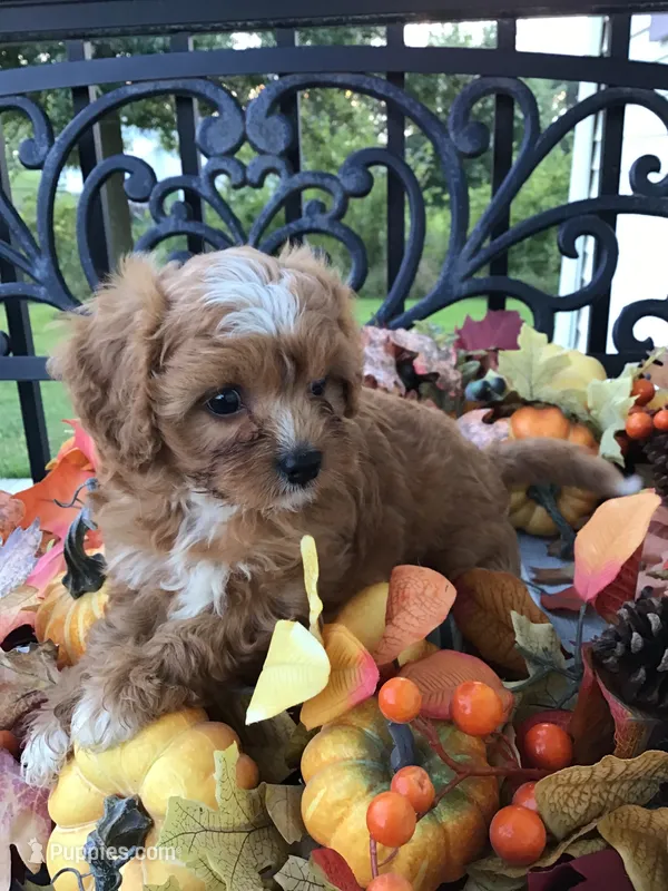 C. S. “Lewis” F1 – Cavapoo puppy for sale in Bloomfield, IA