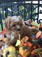 C. S. “Lewis” F1, a male Cavapoo for sale in Bloomfield, IA – 5 of 10