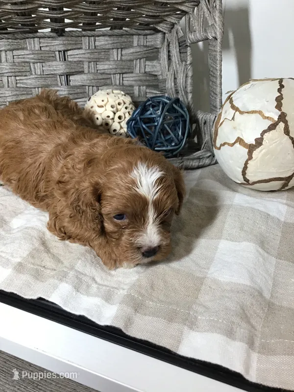 “Laura” Ingalls Wilder F1 – Cavapoo puppy for sale in Bloomfield, IA