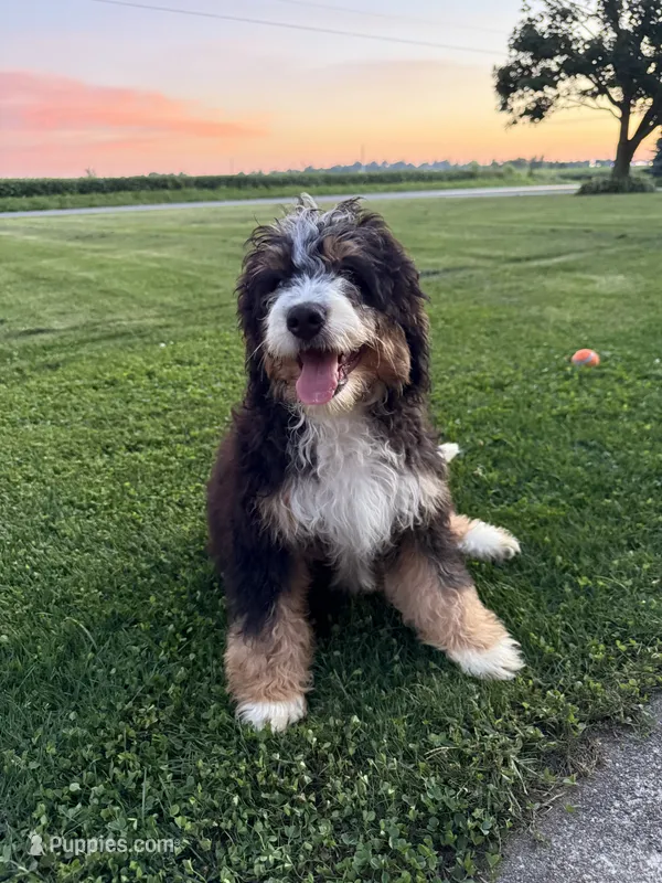 Ranger – Miniature Bernedoodle puppy for sale in Bloomfield, IA
