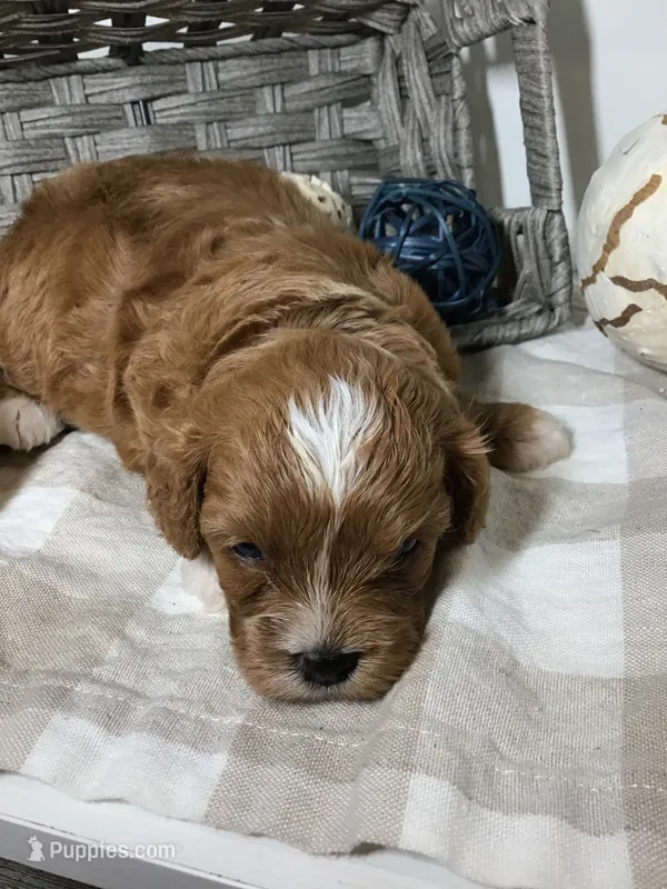 C. S. “Lewis” F1 – Cavapoo puppy for sale in Bloomfield, IA