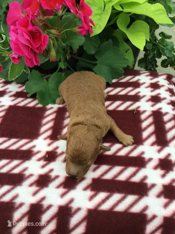 Female #2 – Cavapoo puppy for sale in Bloomfield, IA