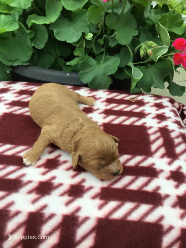 Male 1 – Cavapoo puppy for sale in Bloomfield, IA