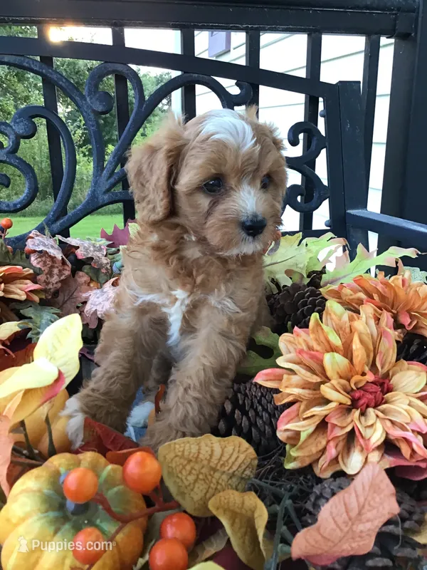 Henry Wadsworth “Longfellow” F1 – Cavapoo puppy for sale in Bloomfield, IA