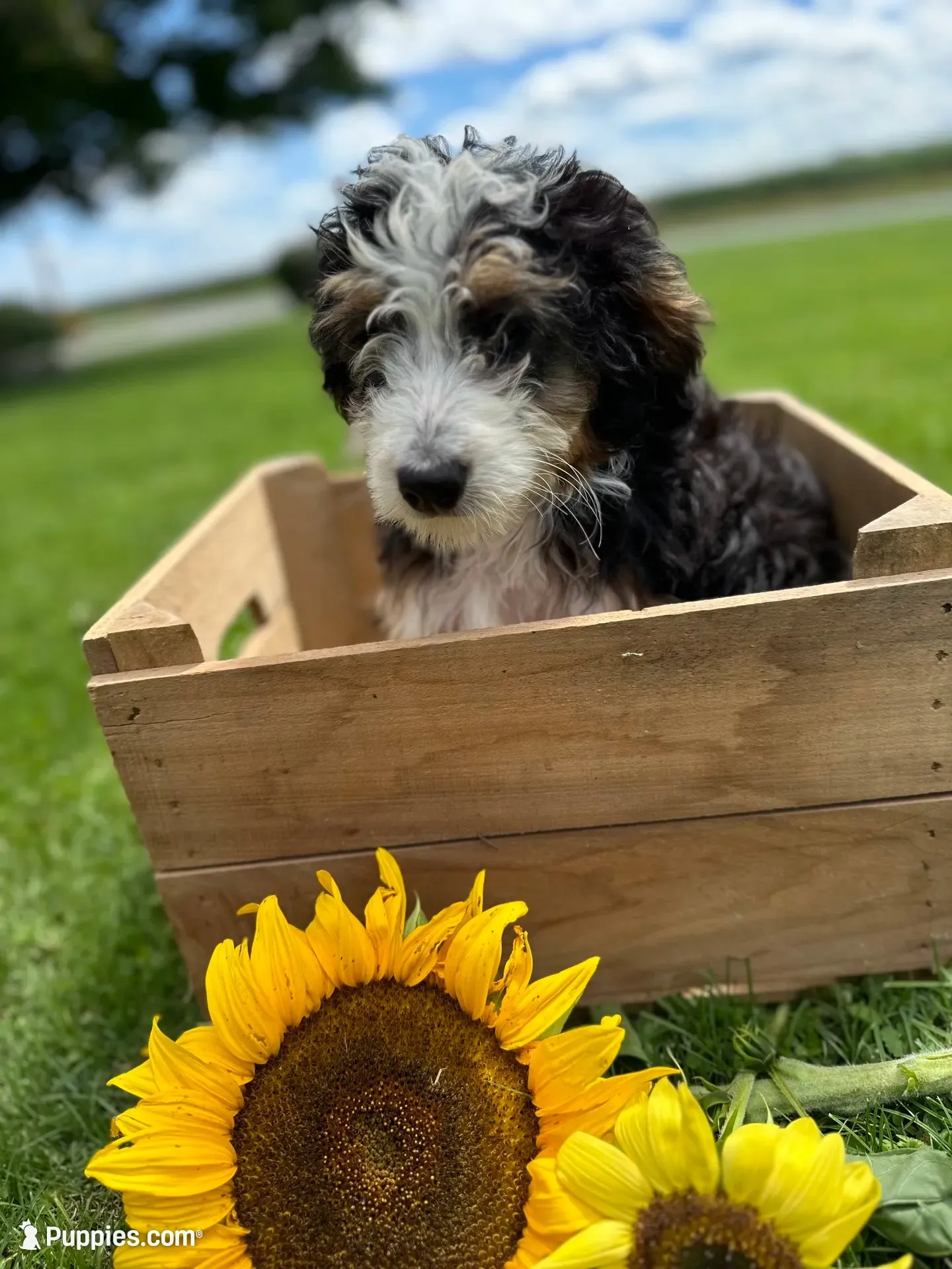 Skye hold, a female Miniature Bernedoodle for sale in Bloomfield, IA – 8 of 9