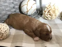 Henry Wadsworth “Longfellow” F1, a male Cavapoo for sale in Bloomfield, IA – 9 of 10