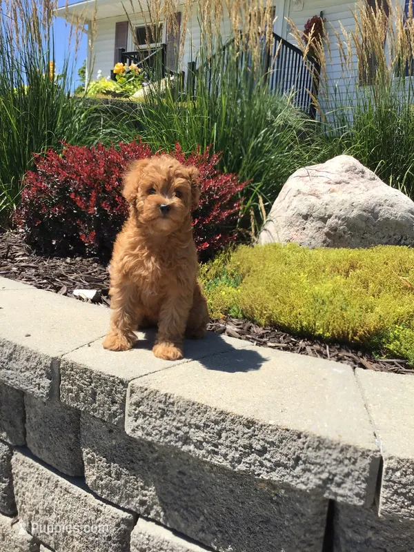 Shenandoah F1b – Cavapoo puppy for sale in Bloomfield, IA