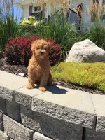 Shenandoah F1b, a male Cavapoo for sale in Bloomfield, IA – 7 of 10