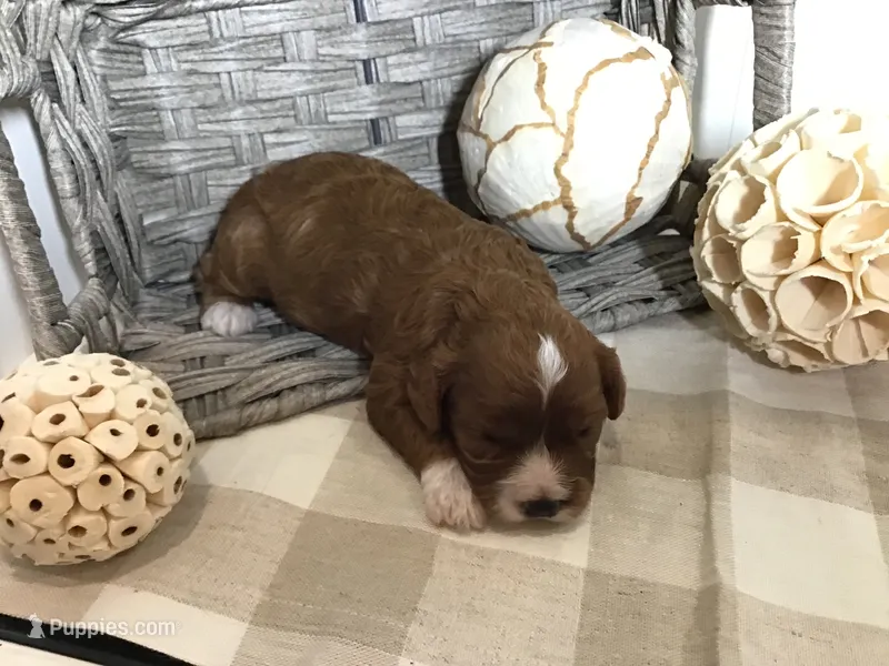 “Louisa” May Alcott F1 – Cavapoo puppy for sale in Bloomfield, IA
