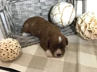 “Louisa” May Alcott F1, a female Cavapoo for sale in Bloomfield, IA – 1 of 10