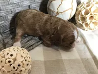“Lucy” Montgomery F1, a female Cavapoo for sale in Bloomfield, IA – 10 of 10