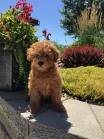 Denali F1b, a male Cavapoo for sale in Bloomfield, IA – 5 of 10
