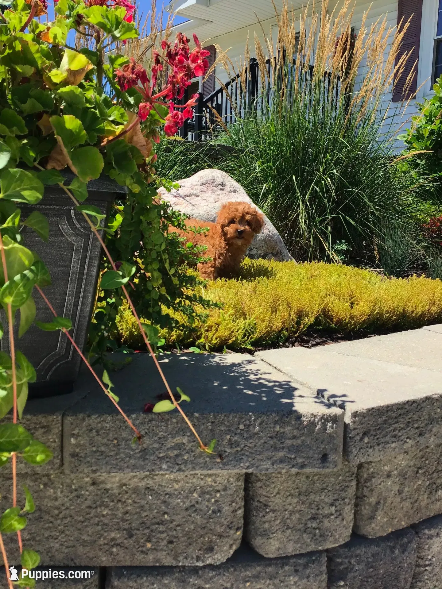 Shenandoah F1b, a male Cavapoo for sale in Bloomfield, IA – 5 of 10