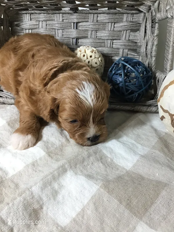 C. S. “Lewis” F1 – Cavapoo puppy for sale in Bloomfield, IA