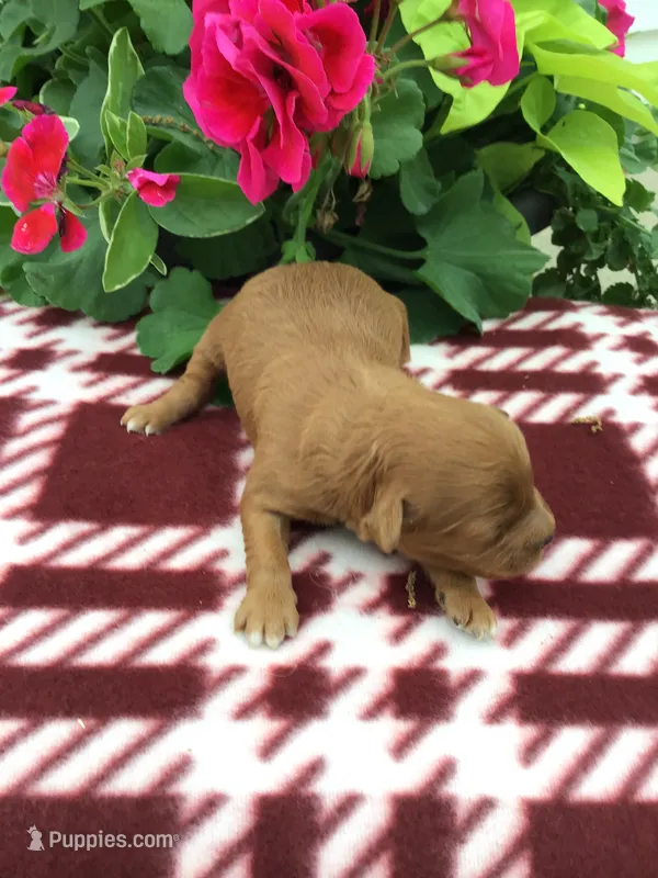 Female #1 – Cavapoo puppy for sale in Bloomfield, IA