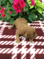 Female #1, a male Cavapoo for sale in Bloomfield, IA – 1 of 1