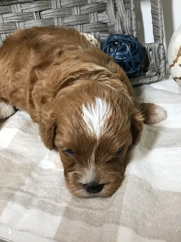 C. S. “Lewis” F1 – Cavapoo puppy for sale in Bloomfield, IA