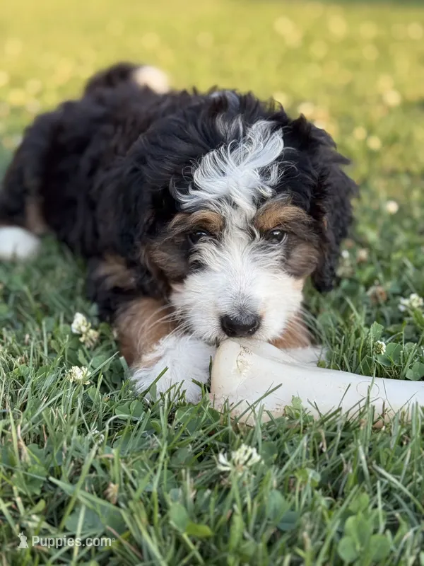 Skye – Miniature Bernedoodle puppy for sale in Bloomfield, IA