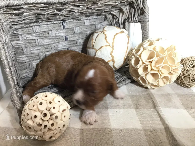 “Louisa” May Alcott F1 – Cavapoo puppy for sale in Bloomfield, IA