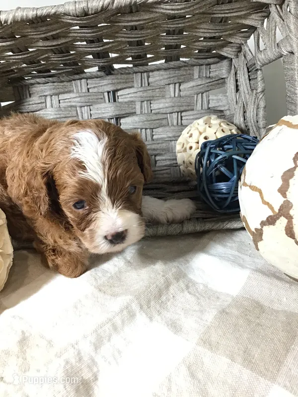 “Lucy” Montgomery F1 – Cavapoo puppy for sale in Bloomfield, IA
