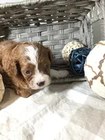 “Lucy” Montgomery F1 pending, a female Cavapoo for sale in Bloomfield, IA – 3 of 10