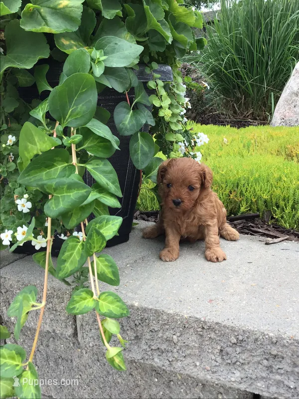 Shenandoah F1b – Cavapoo puppy for sale in Bloomfield, IA