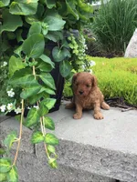 Shenandoah F1b, a male Cavapoo for sale in Bloomfield, IA – 6 of 10