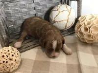 “Lucy” Montgomery F1, a female Cavapoo for sale in Bloomfield, IA – 8 of 10
