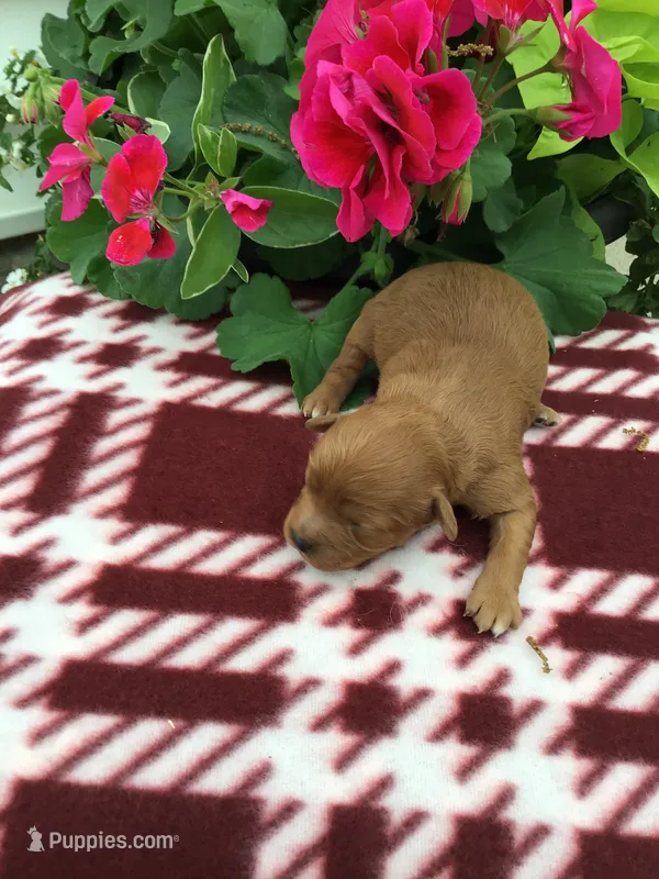 Female #1 – Cavapoo puppy for sale in Bloomfield, IA