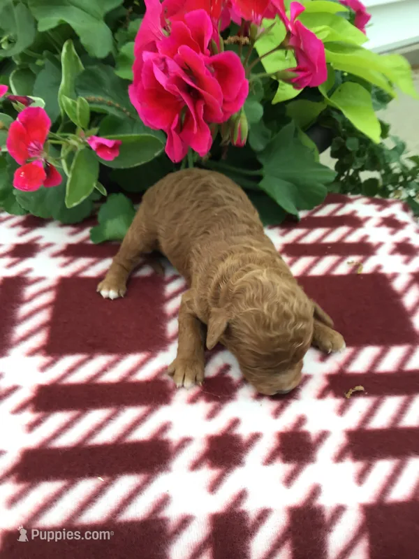 Male #3 – Cavapoo puppy for sale in Bloomfield, IA
