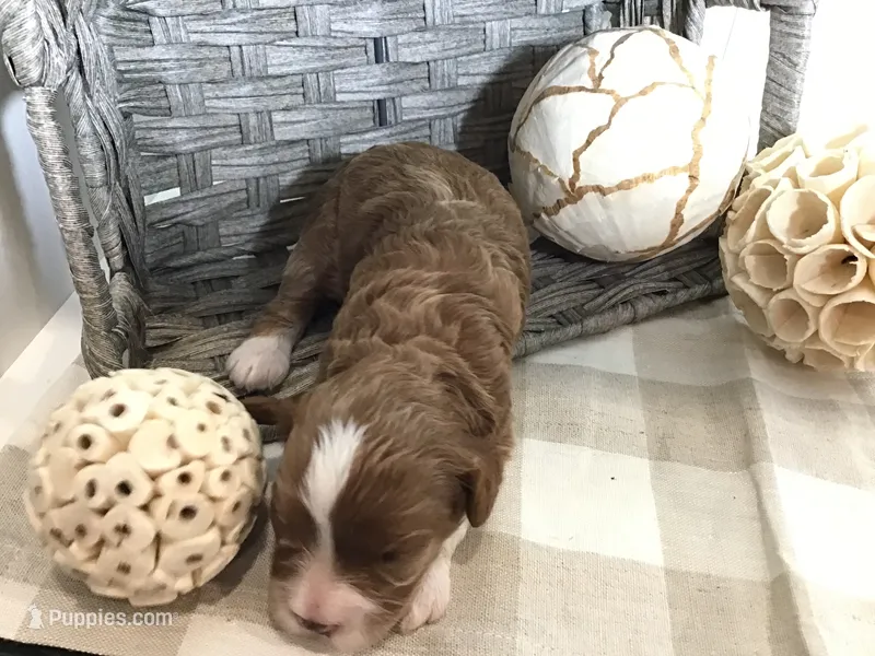 “Lucy” Montgomery F1 – Cavapoo puppy for sale in Bloomfield, IA