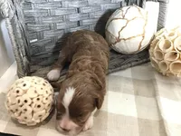 “Lucy” Montgomery F1, a female Cavapoo for sale in Bloomfield, IA – 4 of 10