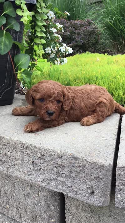 Zion F1b, a male Cavapoo for sale in Bloomfield, IA – 9 of 10