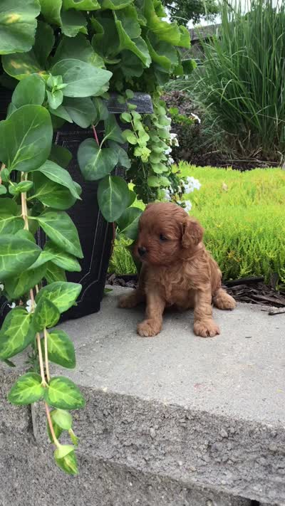 Shenandoah F1b, a male Cavapoo for sale in Bloomfield, IA – 10 of 10