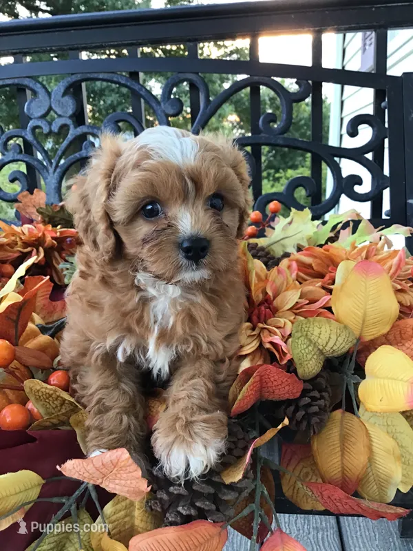 C. S. “Lewis” F1 – Cavapoo puppy for sale in Bloomfield, IA