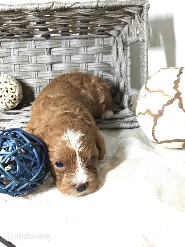“Laura” Ingalls Wilder F1 – Cavapoo puppy for sale in Bloomfield, IA