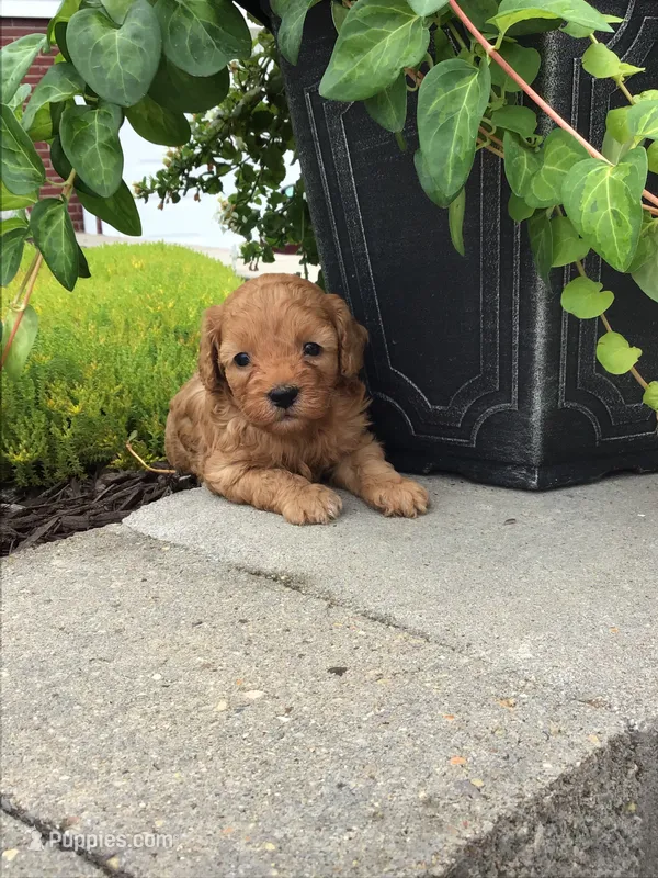 Custer F1b – Cavapoo puppy for sale in Bloomfield, IA